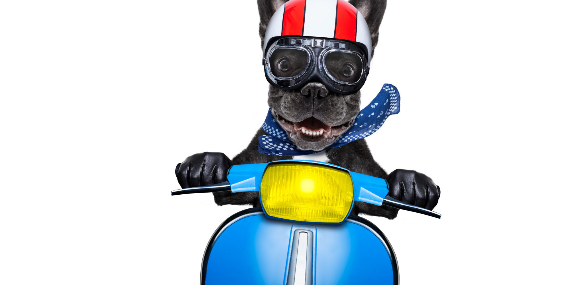 Crazy,Silly,Motorbike,French,Bulldog,Dog,With,Helmet,And,Goggles